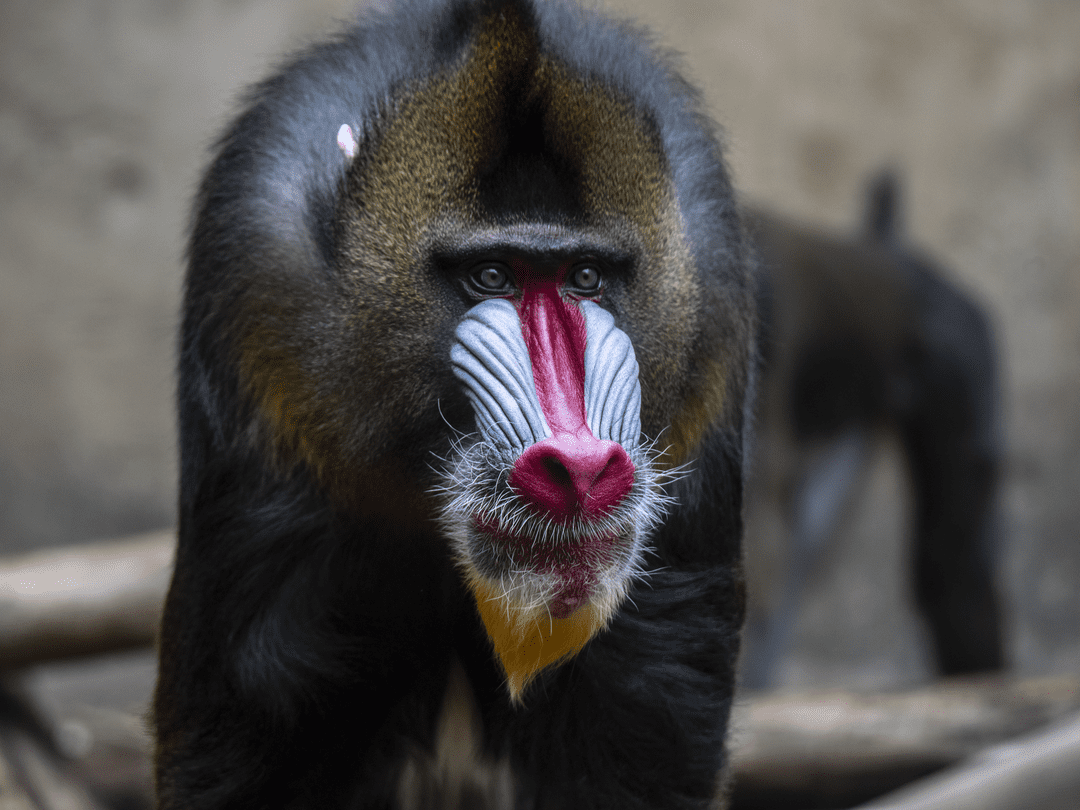 Yusufu, Mandrill, deceased