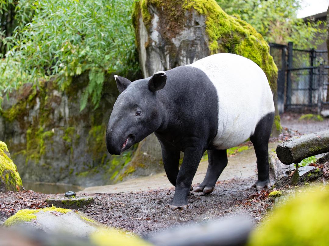 Malayan tapir, 'Sempurna'. Photo credit: Jeremy Dwyer-Lindgren/Woodland Park Zoo.
