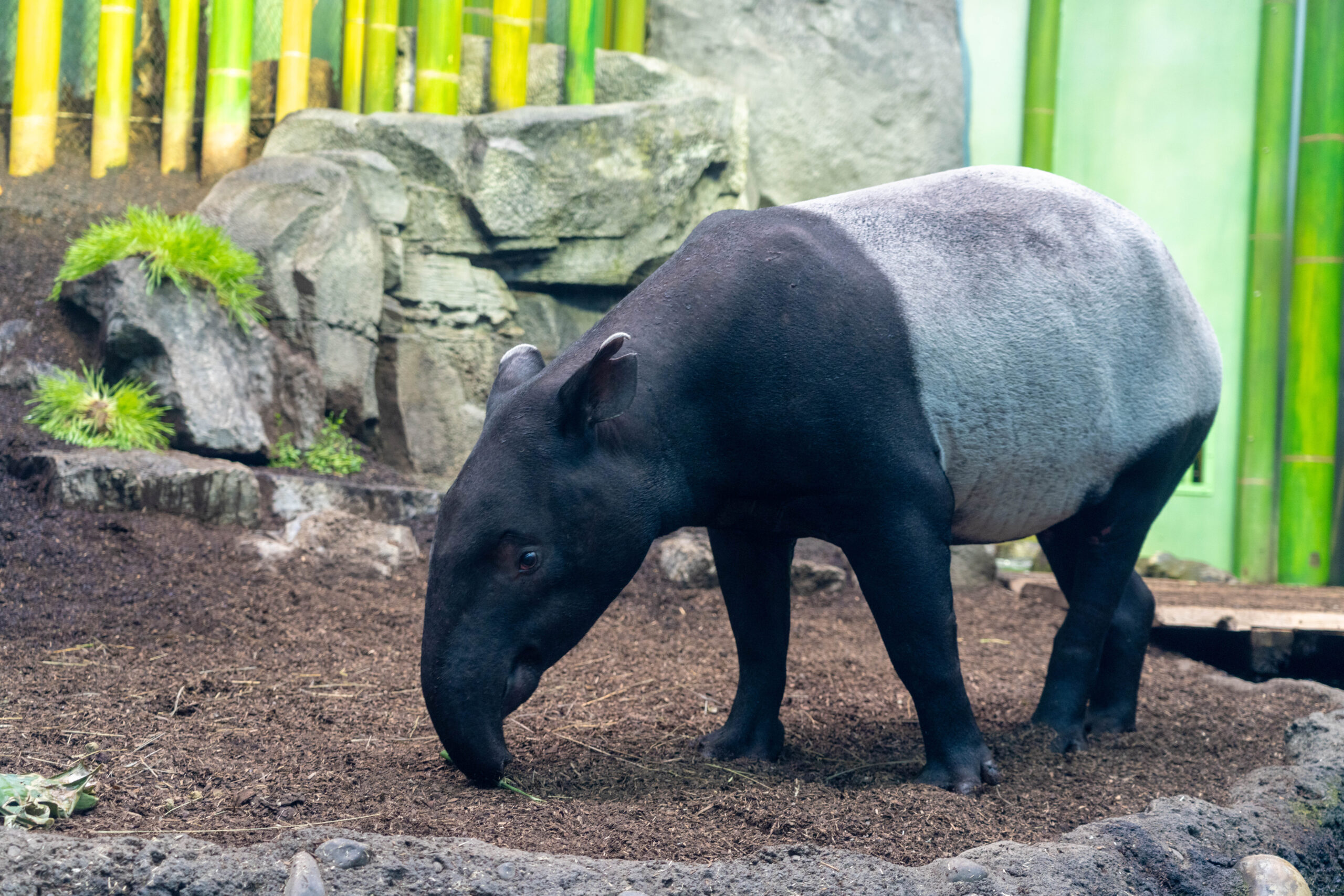 Sempurna, female Malayan tapir