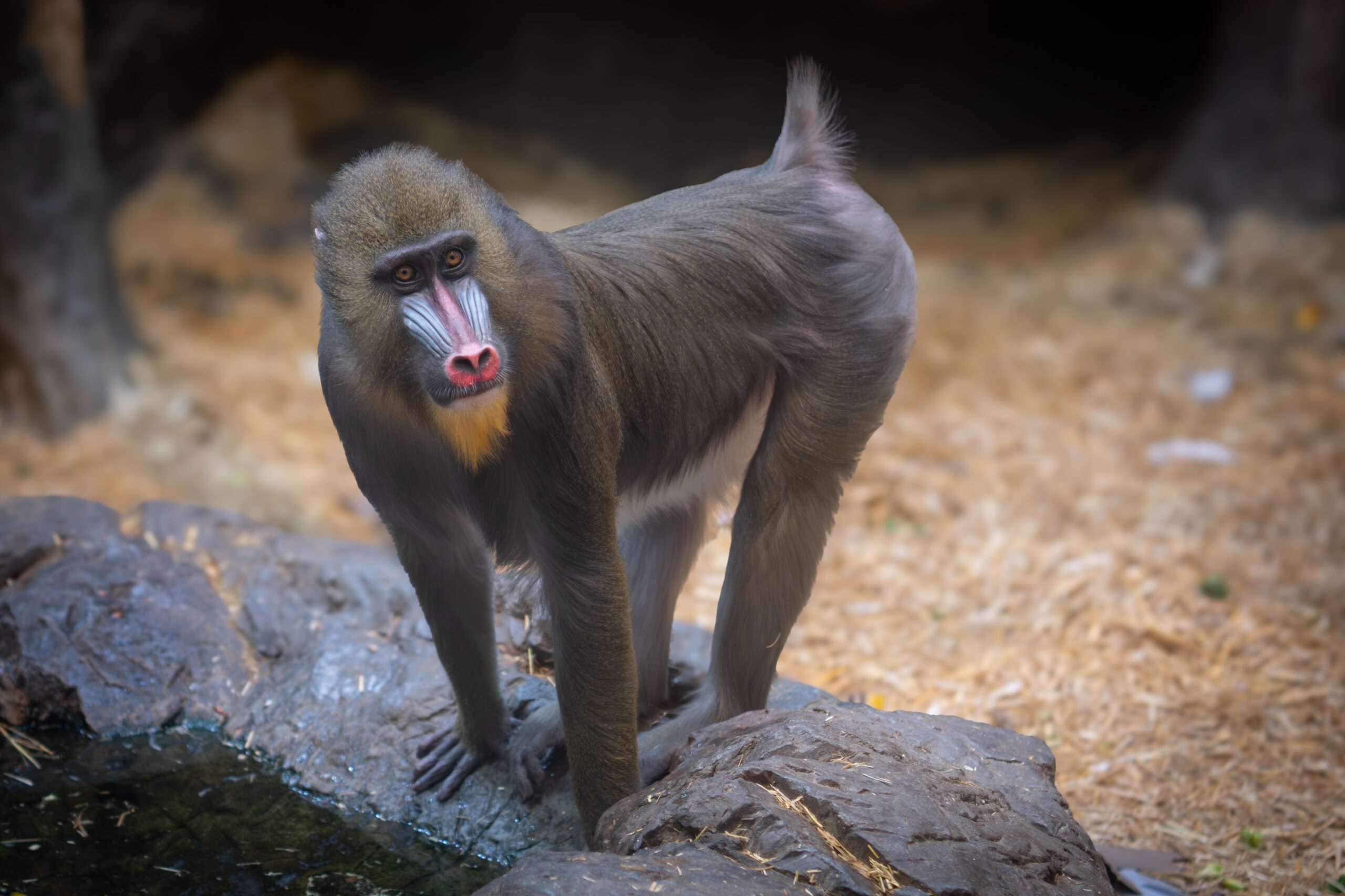 Mandrill, Kouma