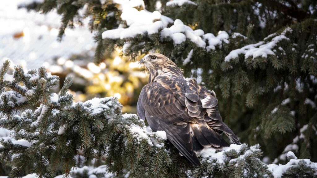 Rough Legged Hawk