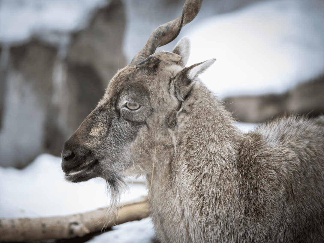 Turkmenian Markhor Sproing. deceased.
