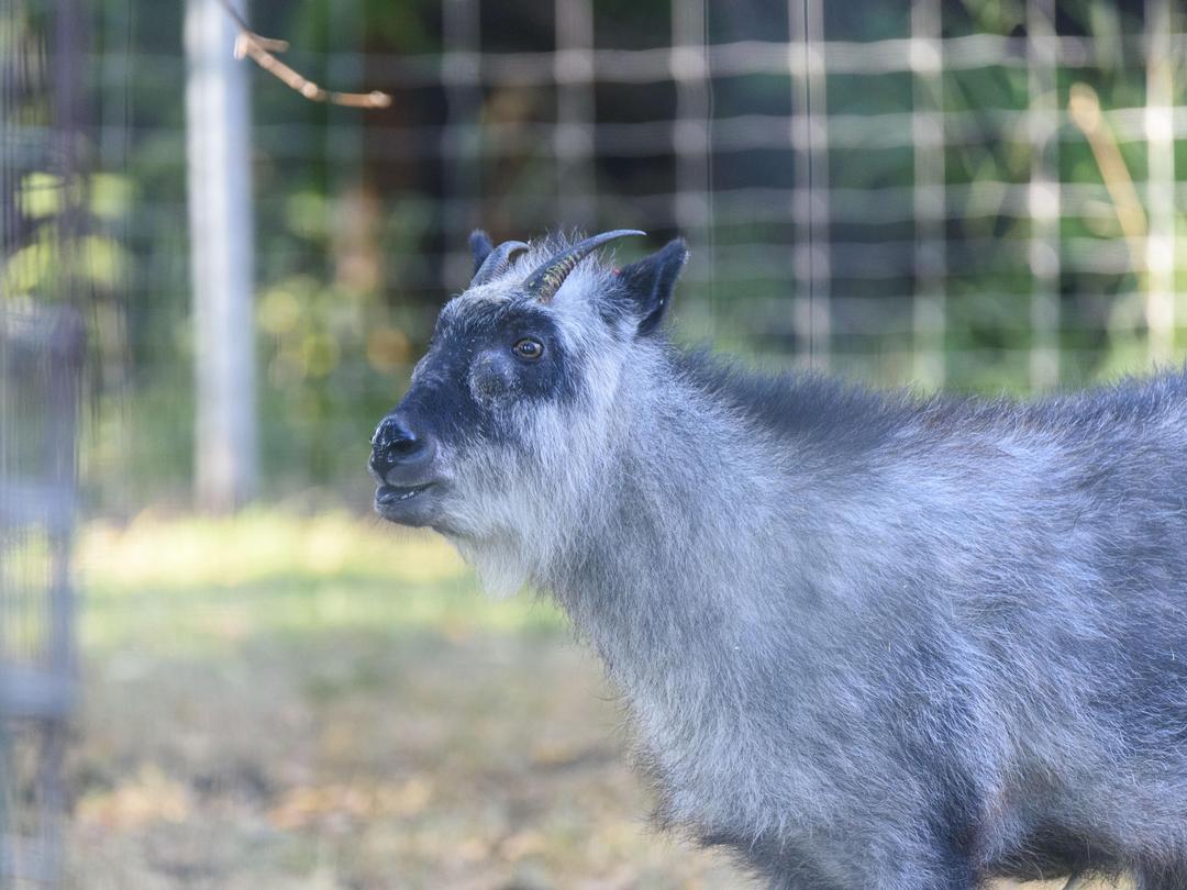 Japanese serow, 'Yuki', deceased