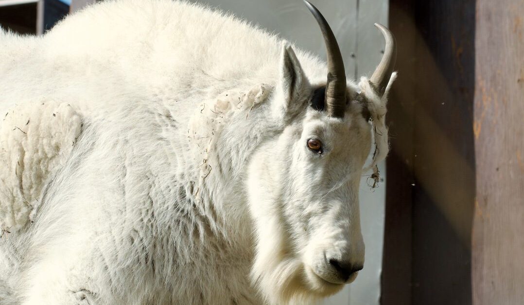 Rocky Mountain goat, Shannon, deceased
