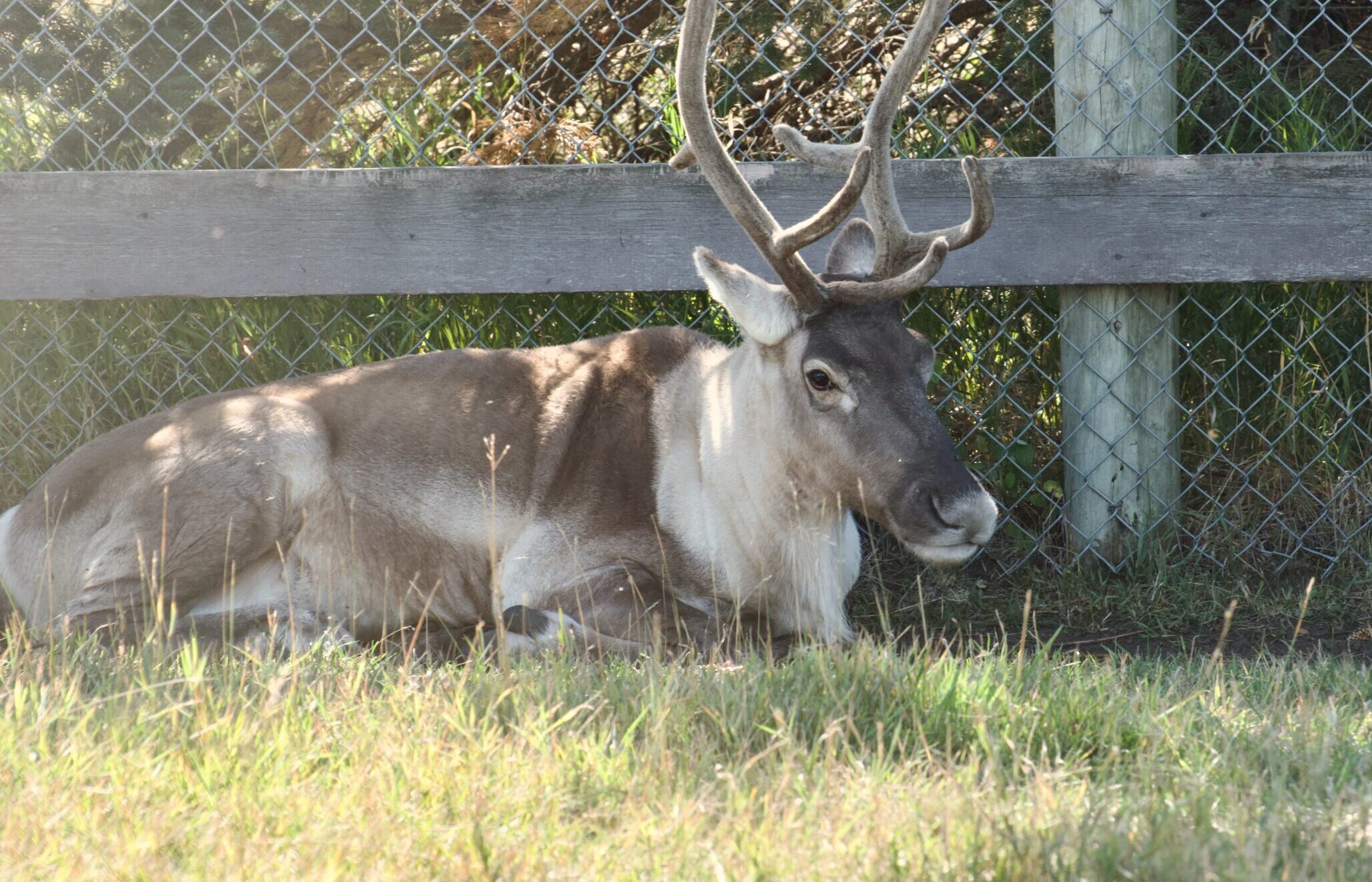 Woodland caribou, Vanilla, deceased