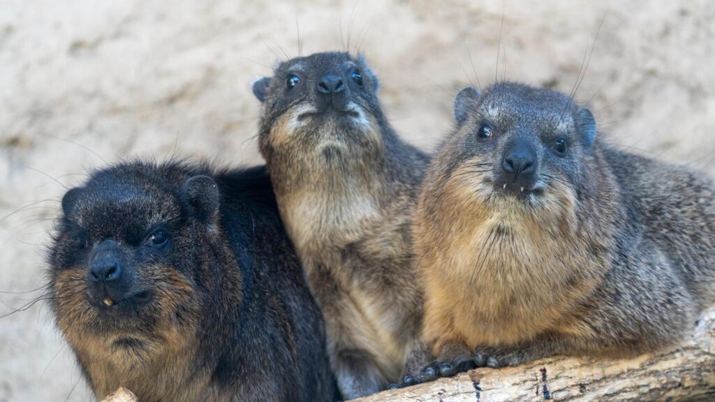 Rock Hyraxes
