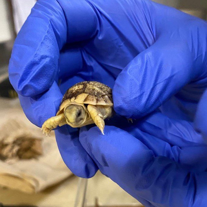 Tiny Tortoise Brings Big Joy: A Conservation Milestone Nine Years 