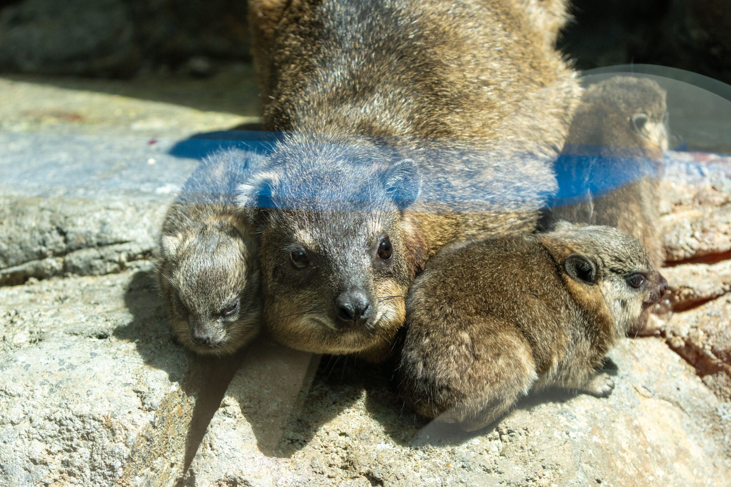 Rock hyrax, Oshana, with three pups