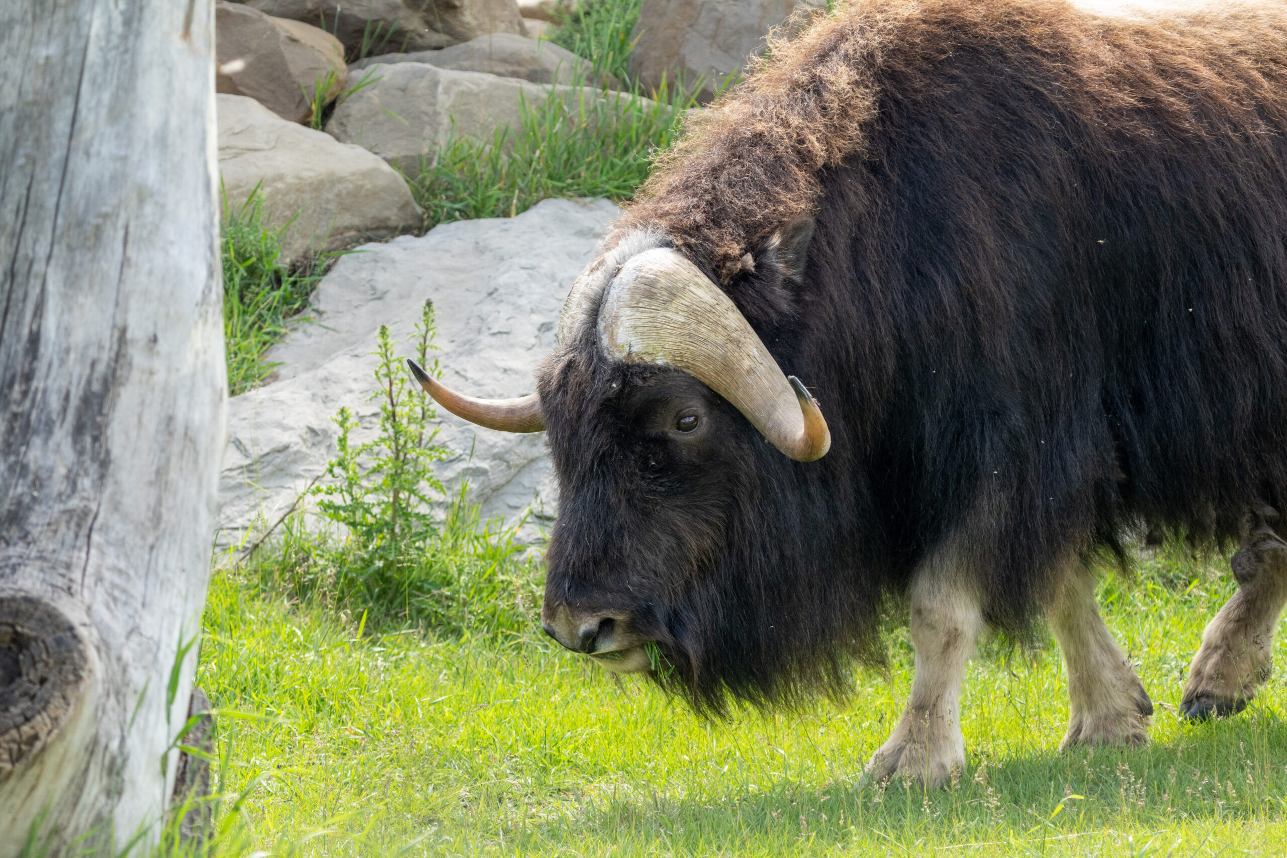 Muskox, Diesel