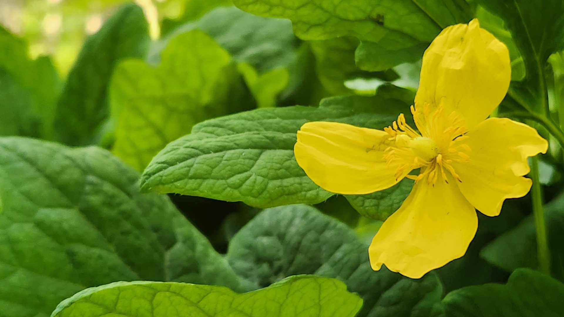 Wood Poppy Flower
