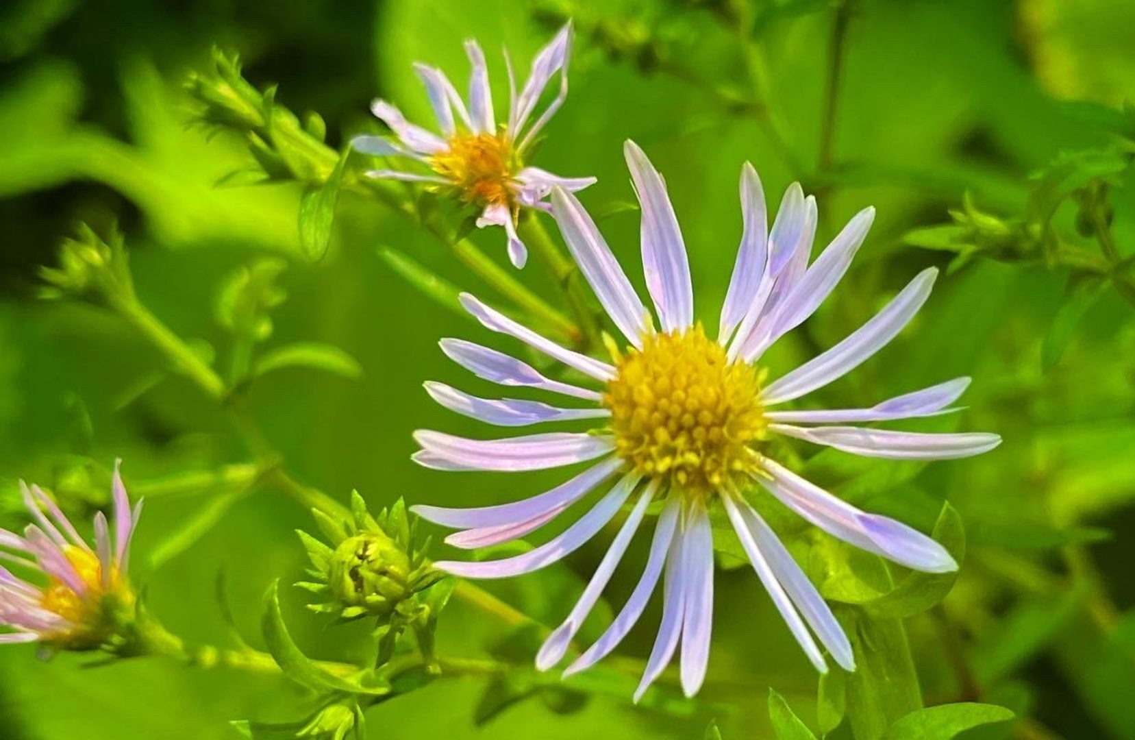 Crooked-Stem Aster