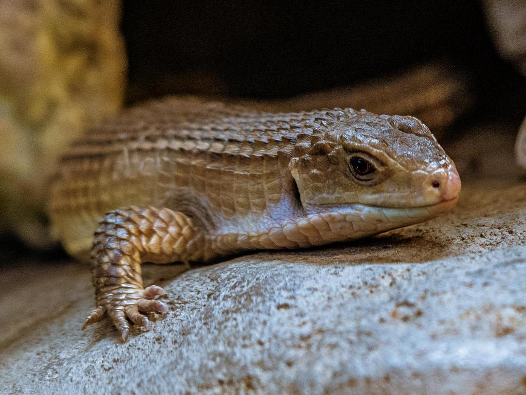 Lizerd Ruff Rough-Scaled Plated Lizards - Wilder Institute/Calgary Zoo