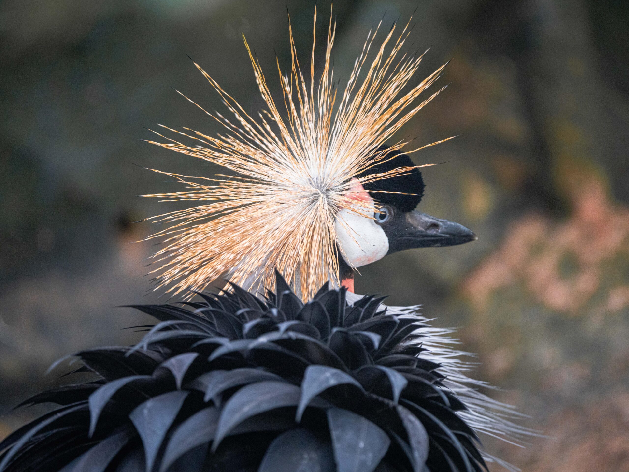 East African Grey Crowned Crane