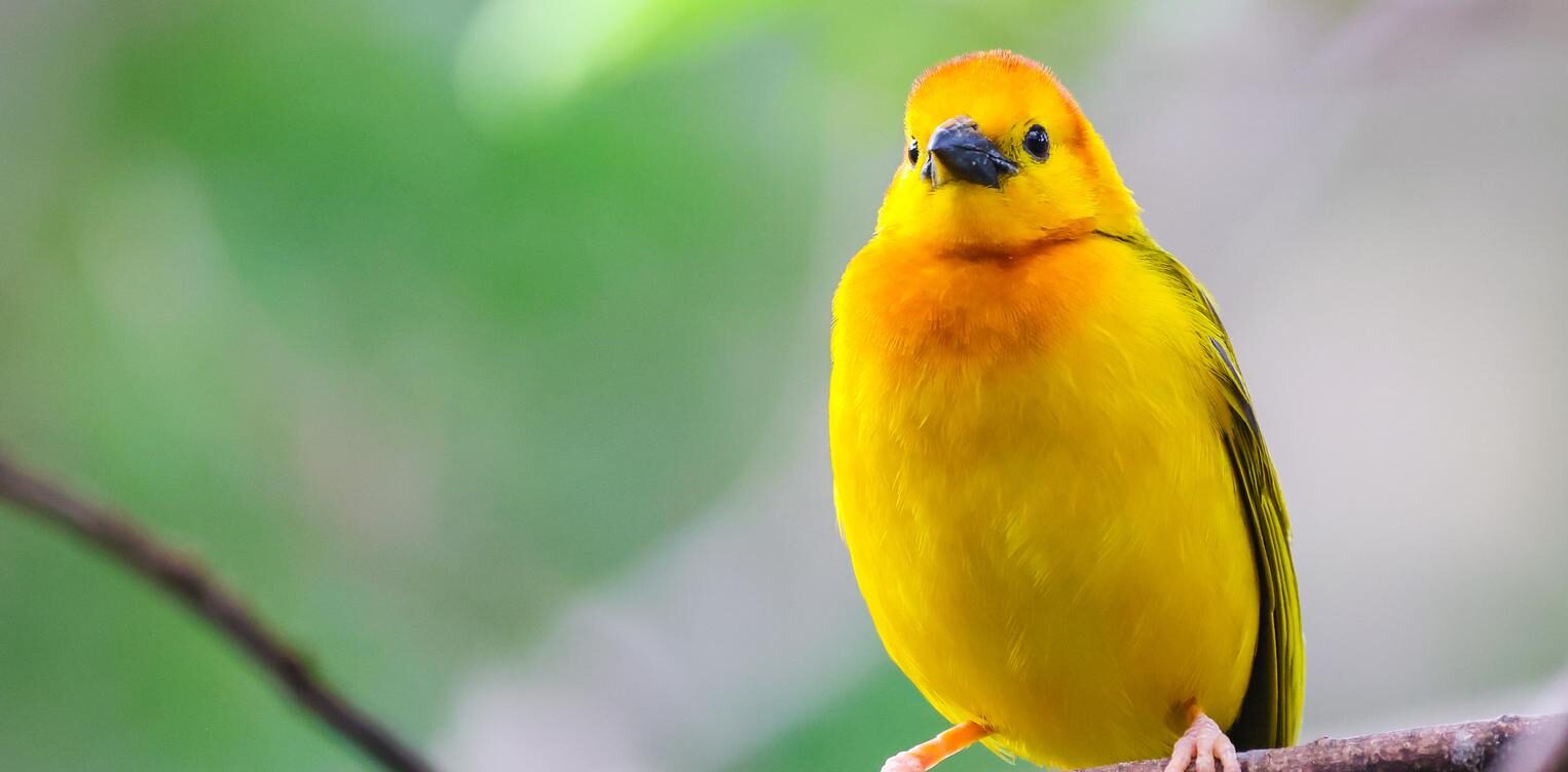 Taveta Golden Weaver