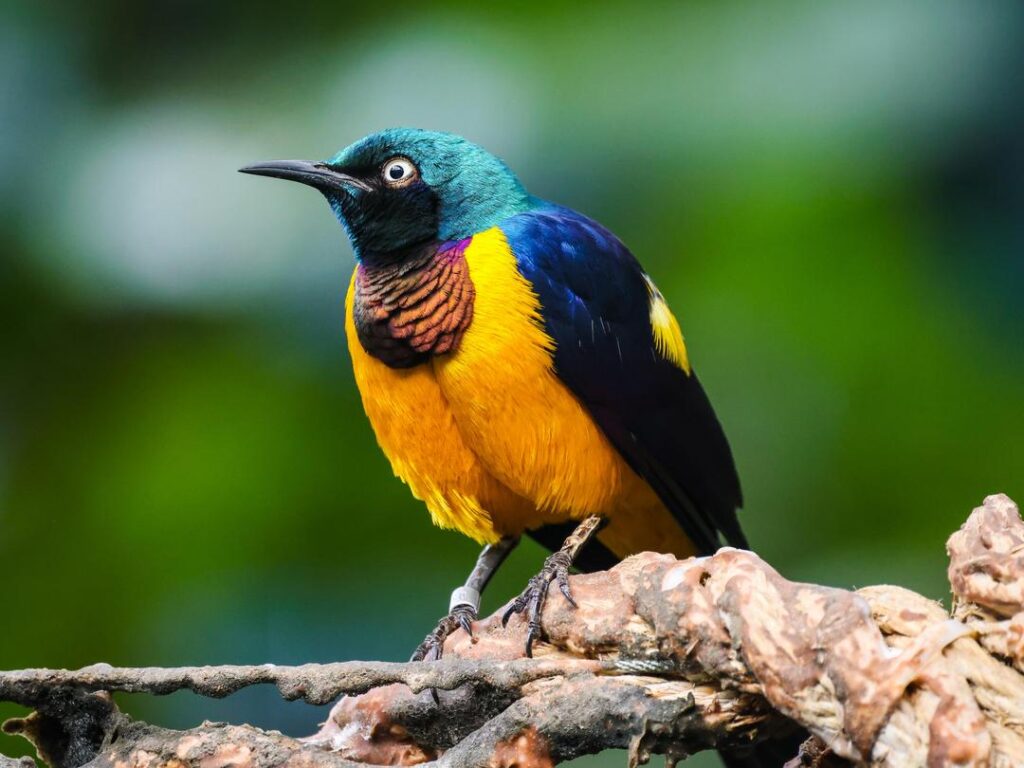 Golden Breasted Starling