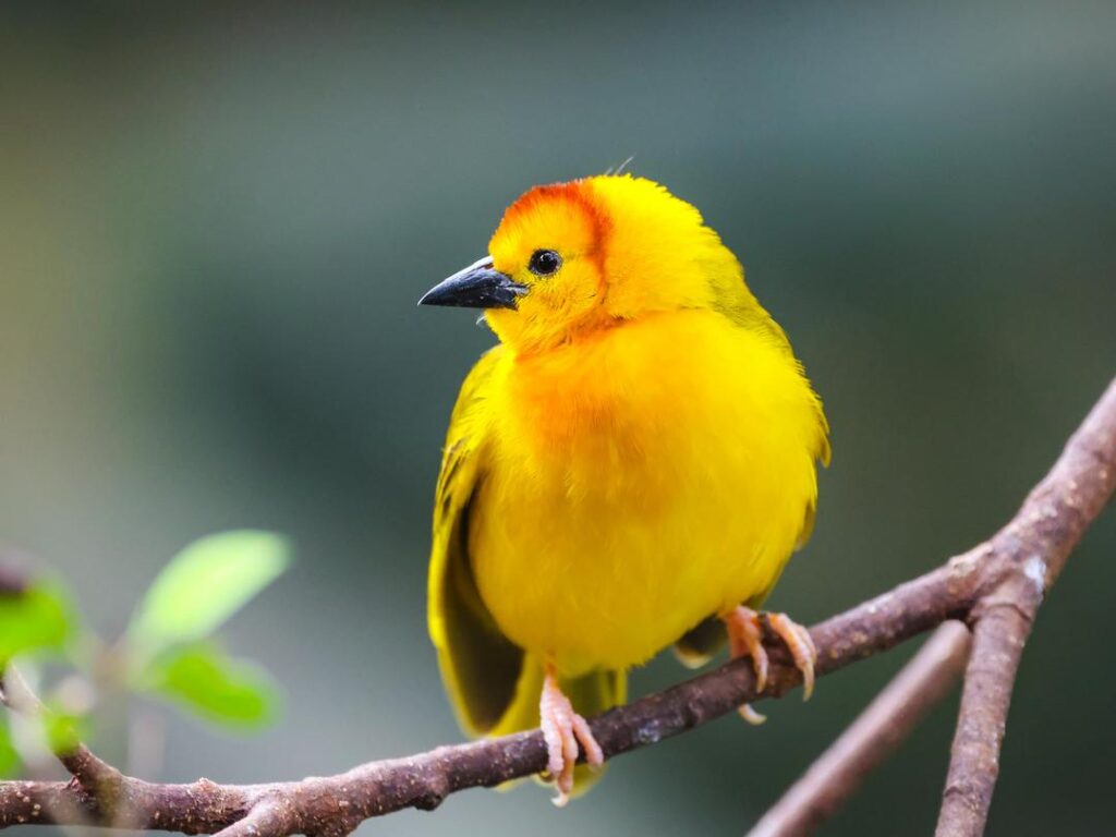 Taveta Golden Weaver