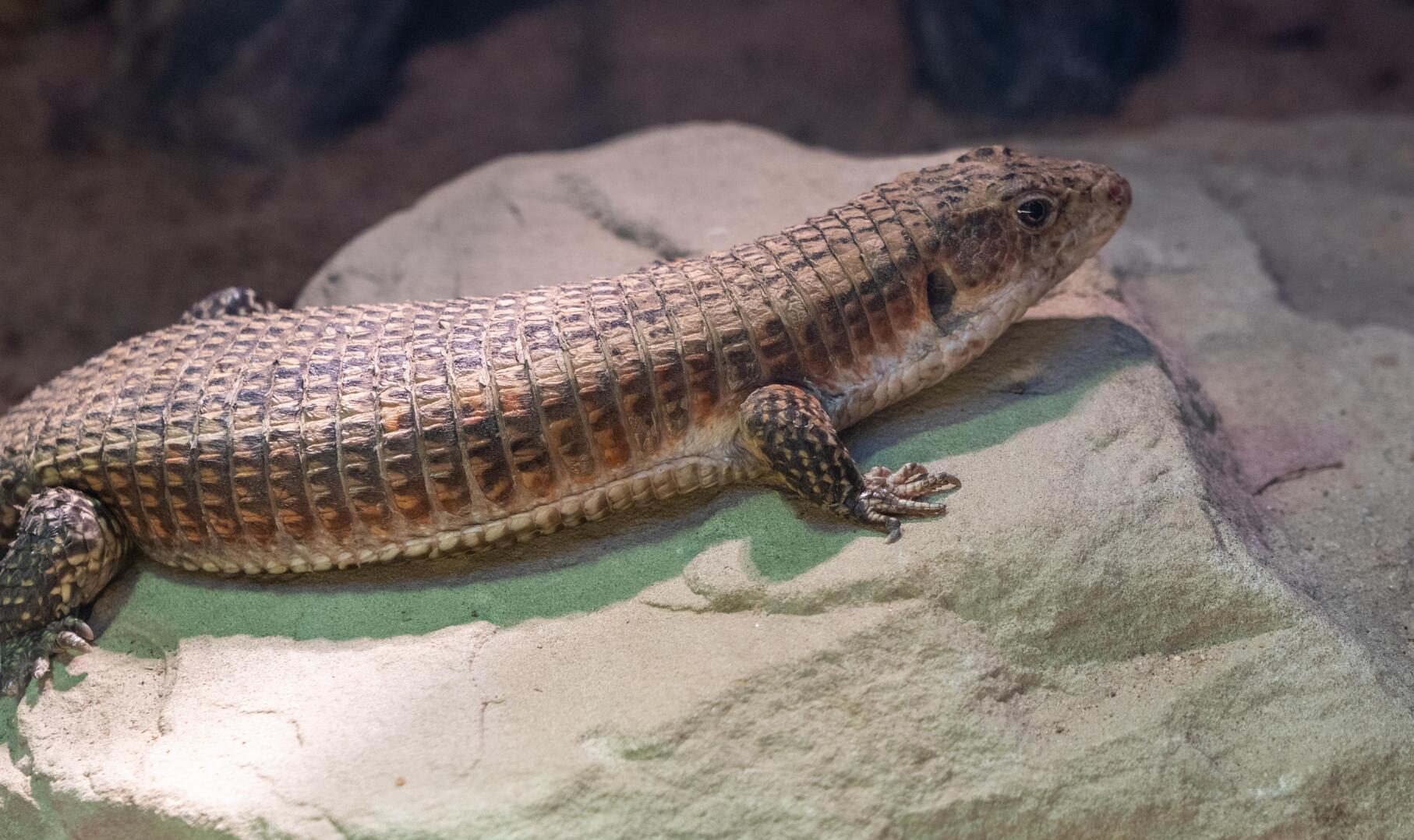 Rough-Scaled Plated Lizard