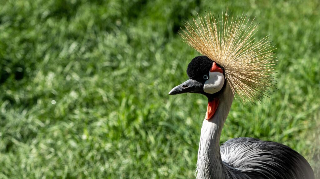 East African Grey Crowned Crane