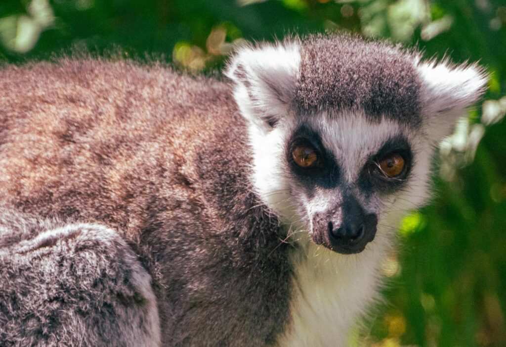 Ring-Tailed Lemur