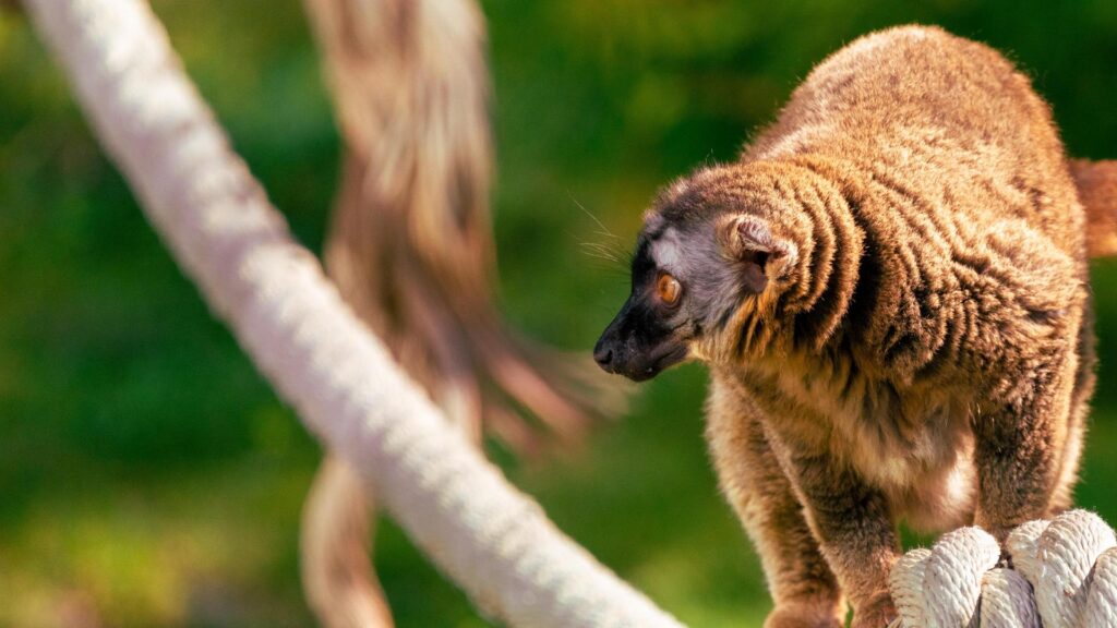 Red-Fronted Lemur