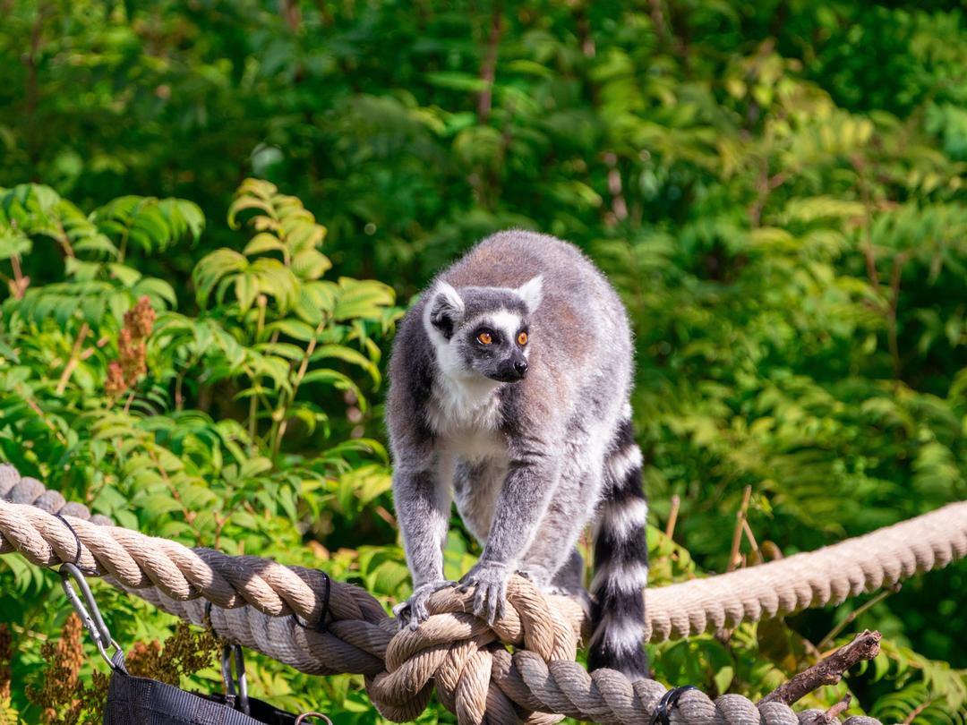 Ring-Tailed Lemur