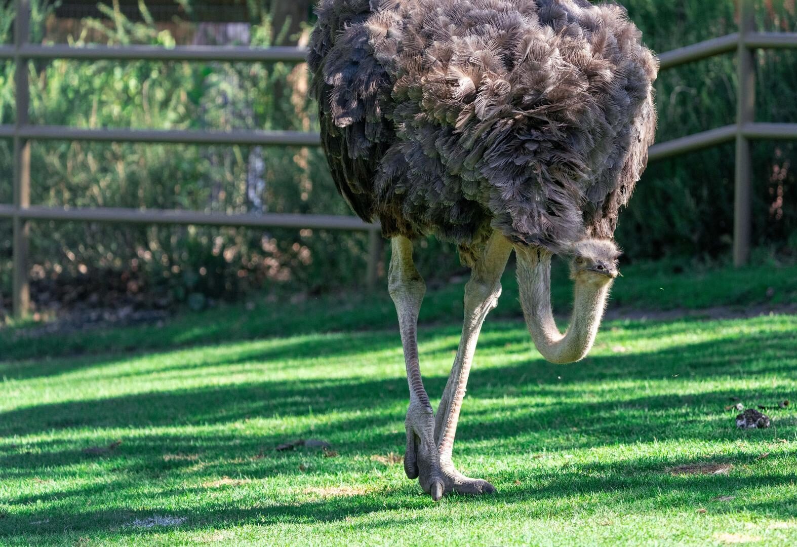 Southern Ostrich