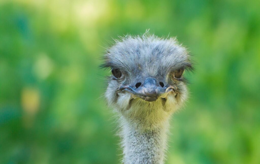 Greater Rhea