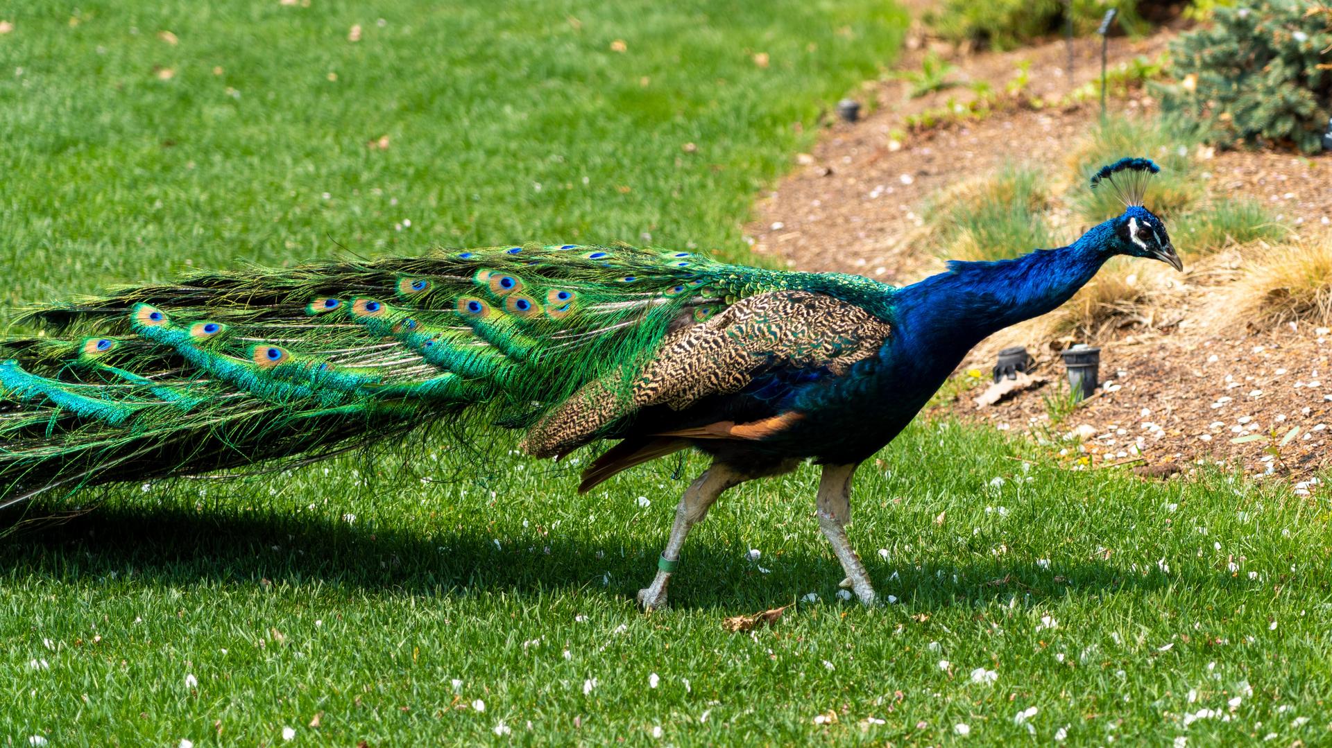Blue Peafowl