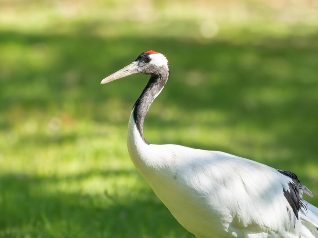 Red-crowned Crane