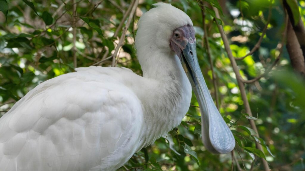 African Spoonbill