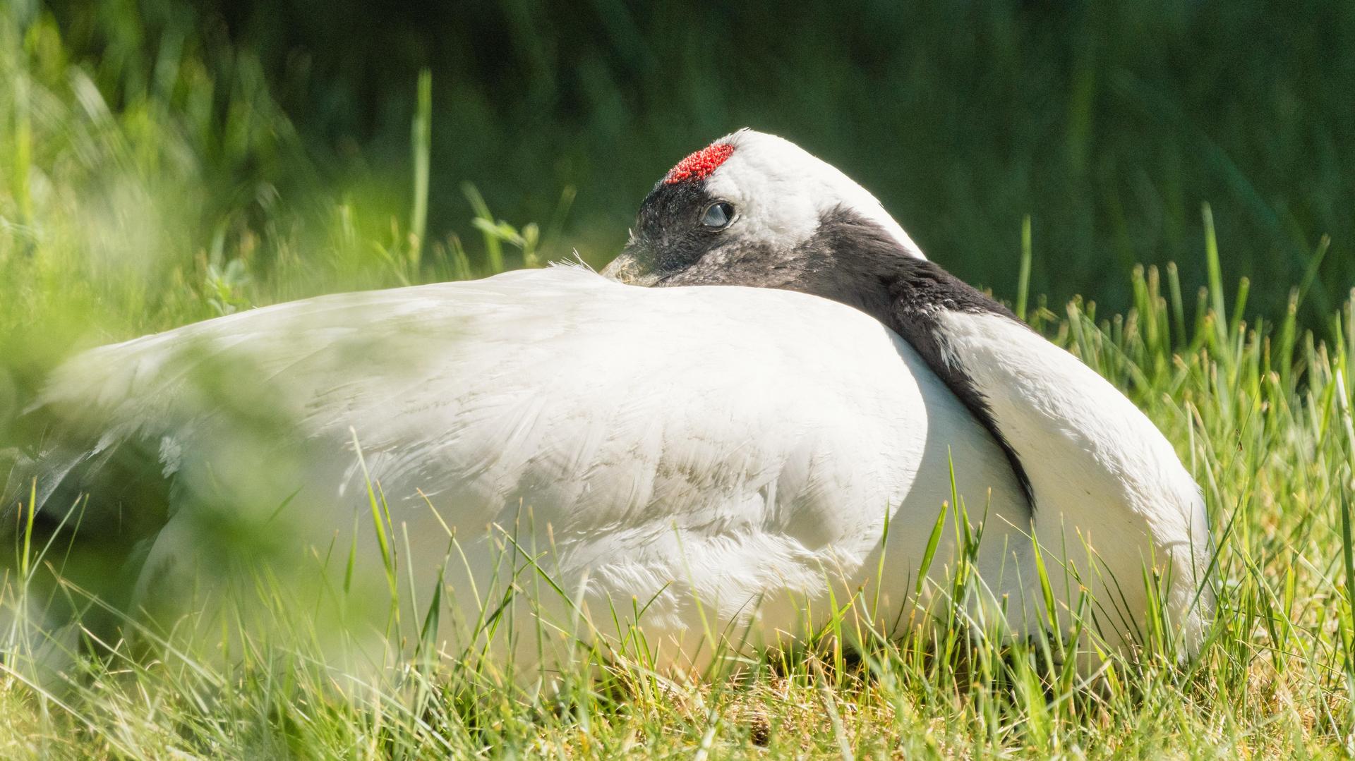 Red-crowned Crane