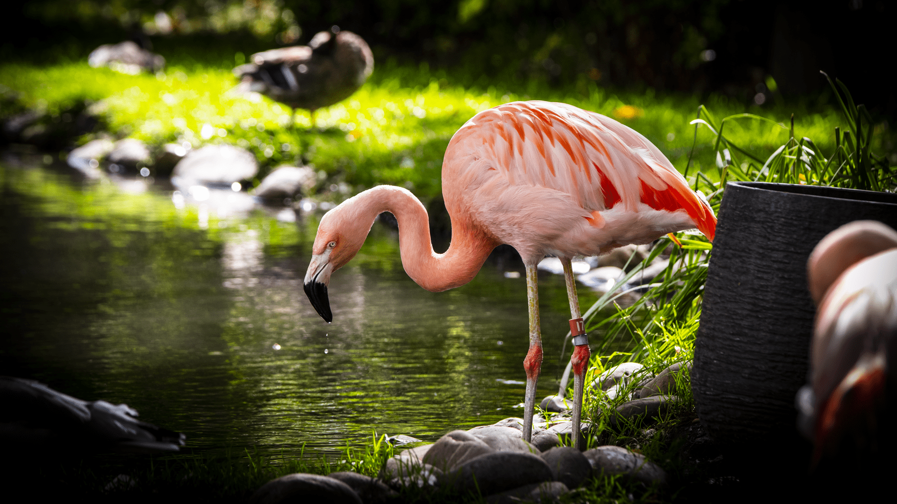 Chilean Flamingo