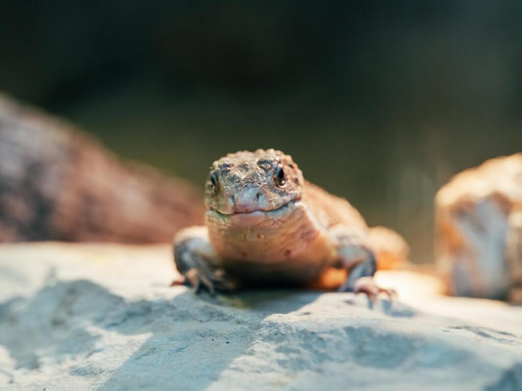 Rough-Scaled Plated Lizard