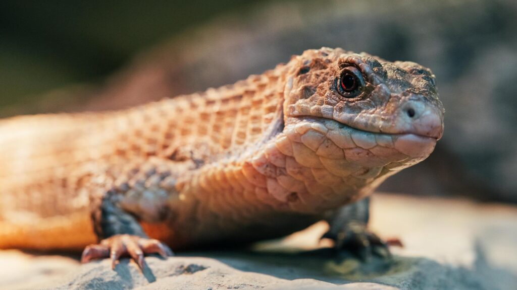 Rough-Scaled Plated Lizard