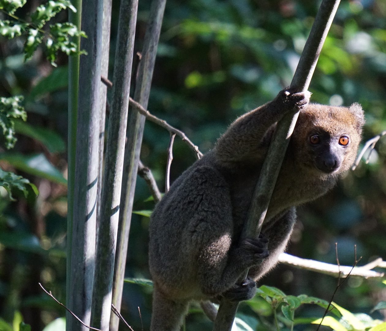 Greater Bamboo Lemur