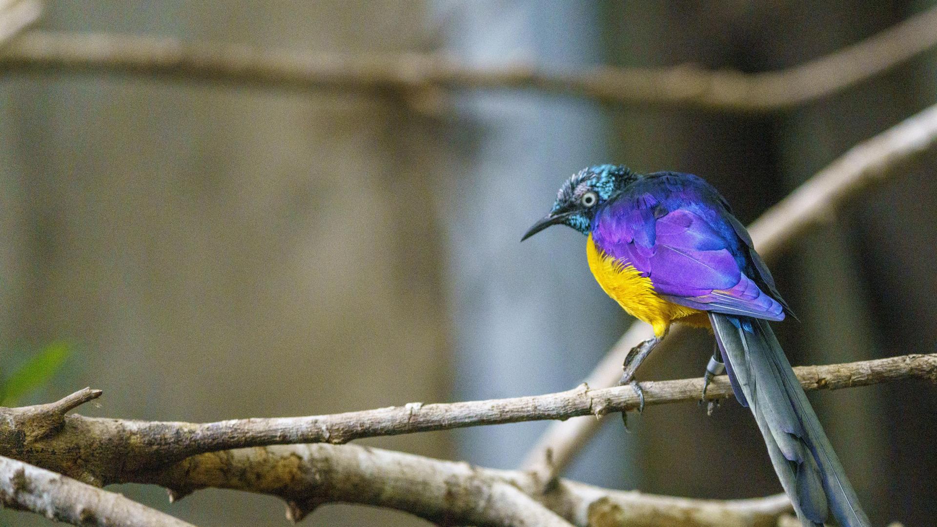 Golden Breasted Starling