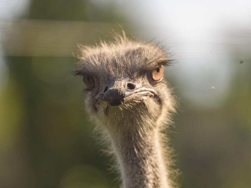 Southern Ostrich
