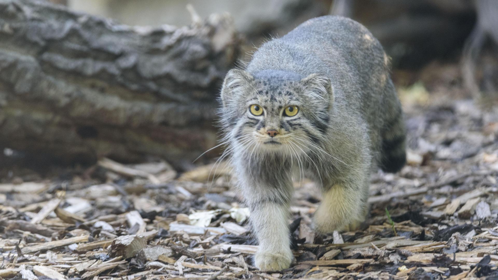Pallas's Cat