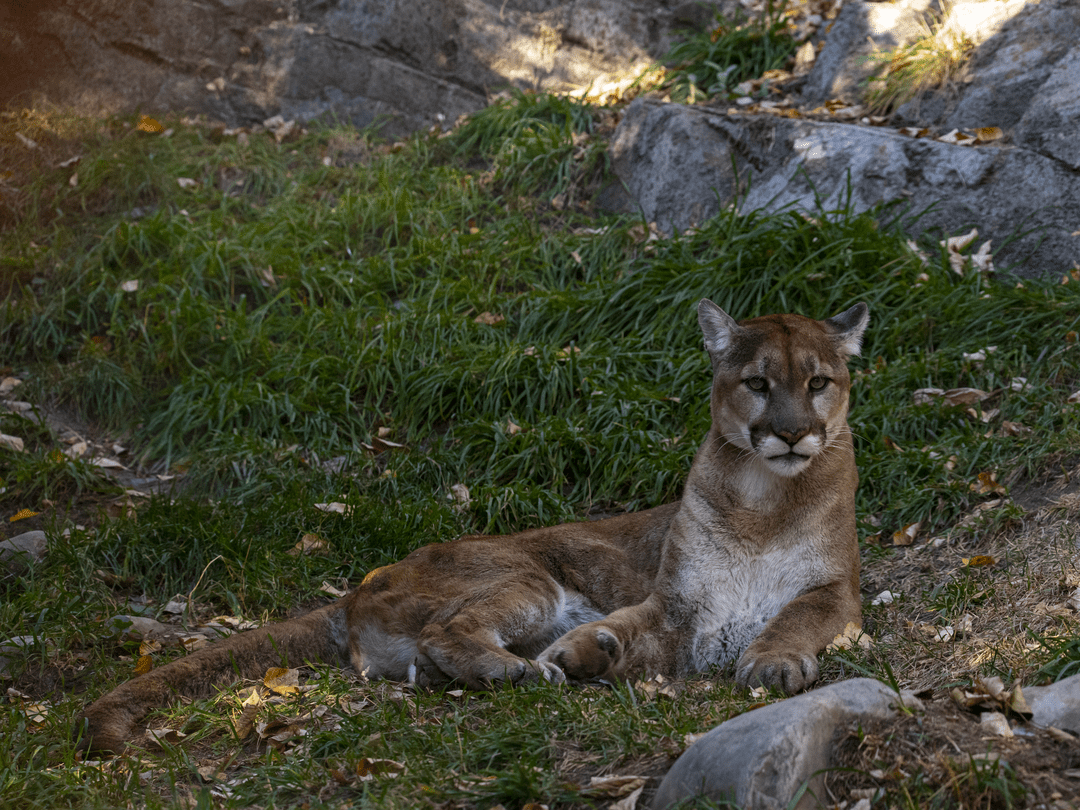 Male Cougar