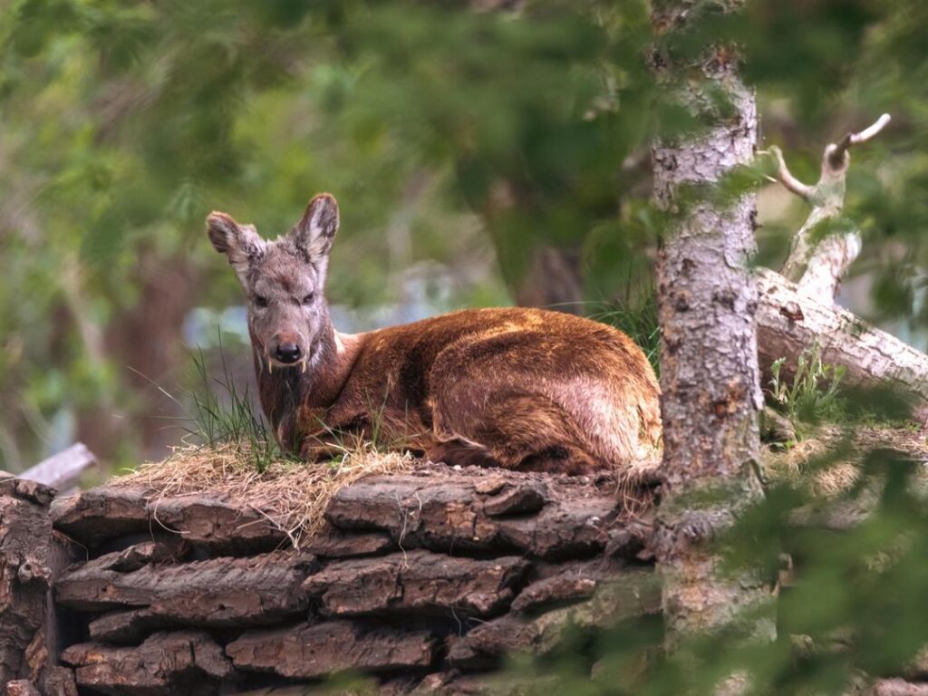 Siberian Musk Deer