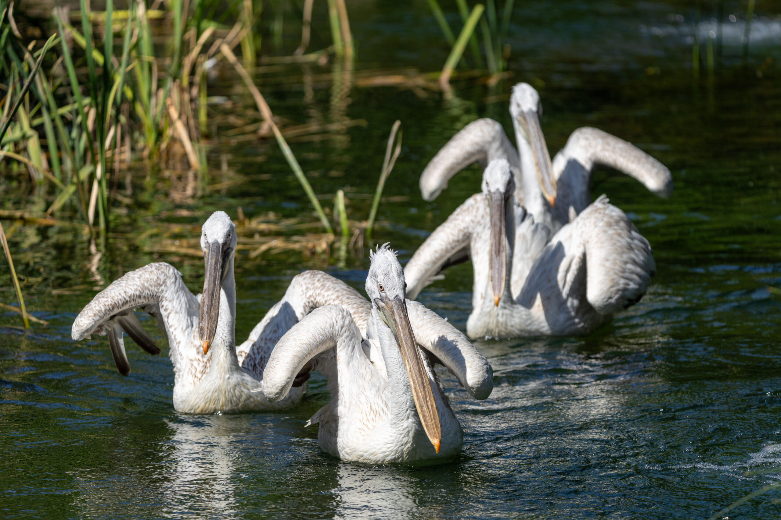 Dalmatian pelicans