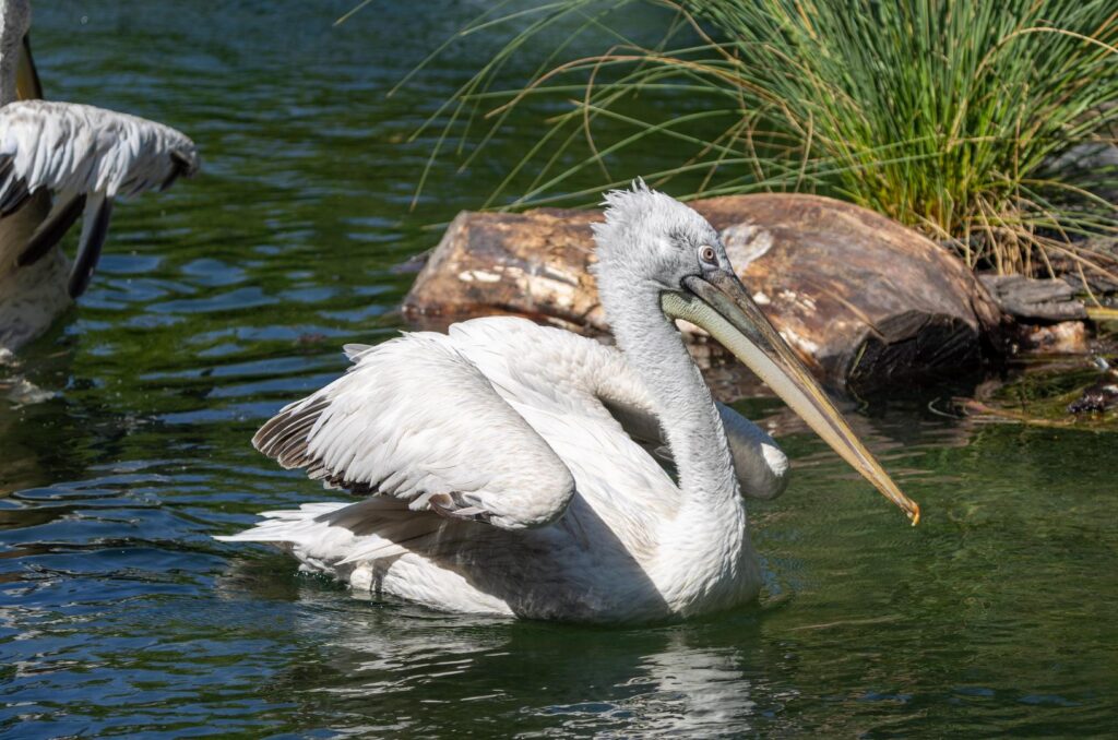 Dalmatian Pelicans