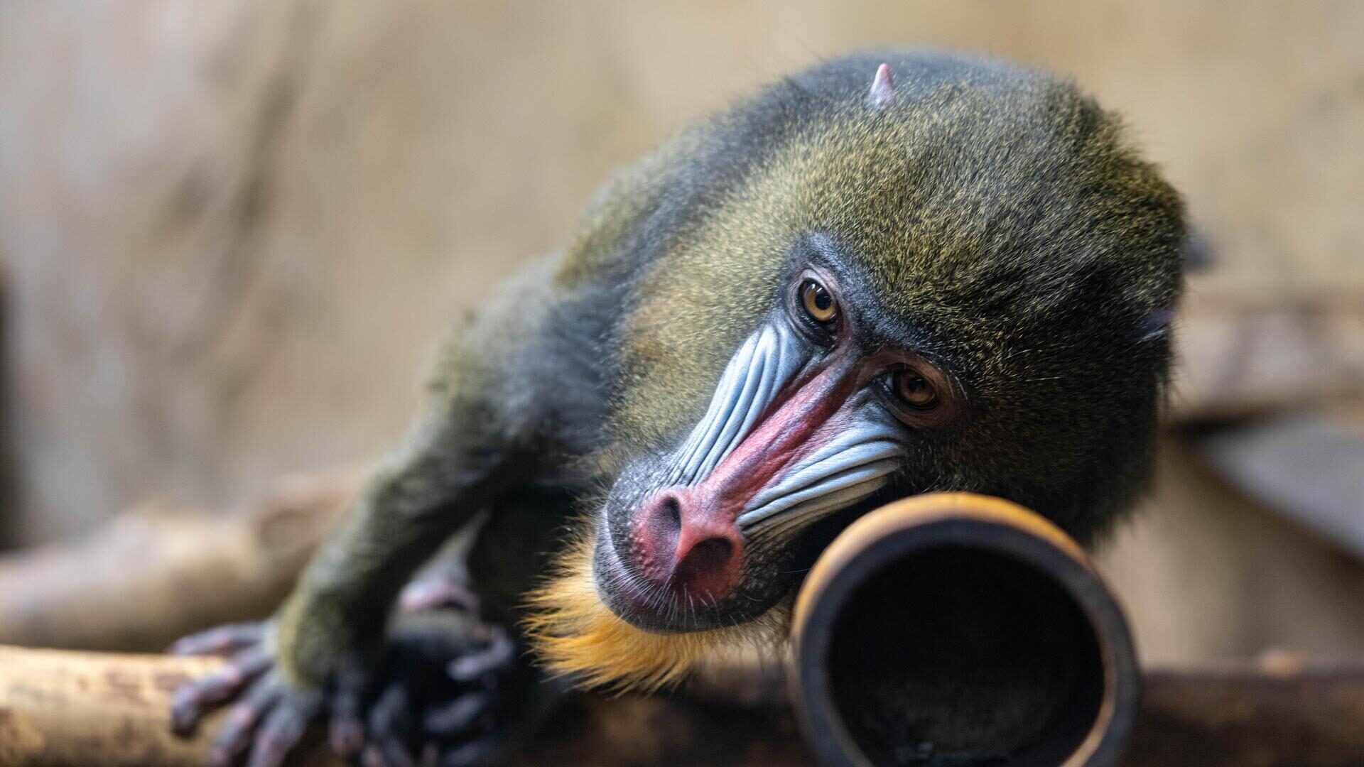 Mandrill
