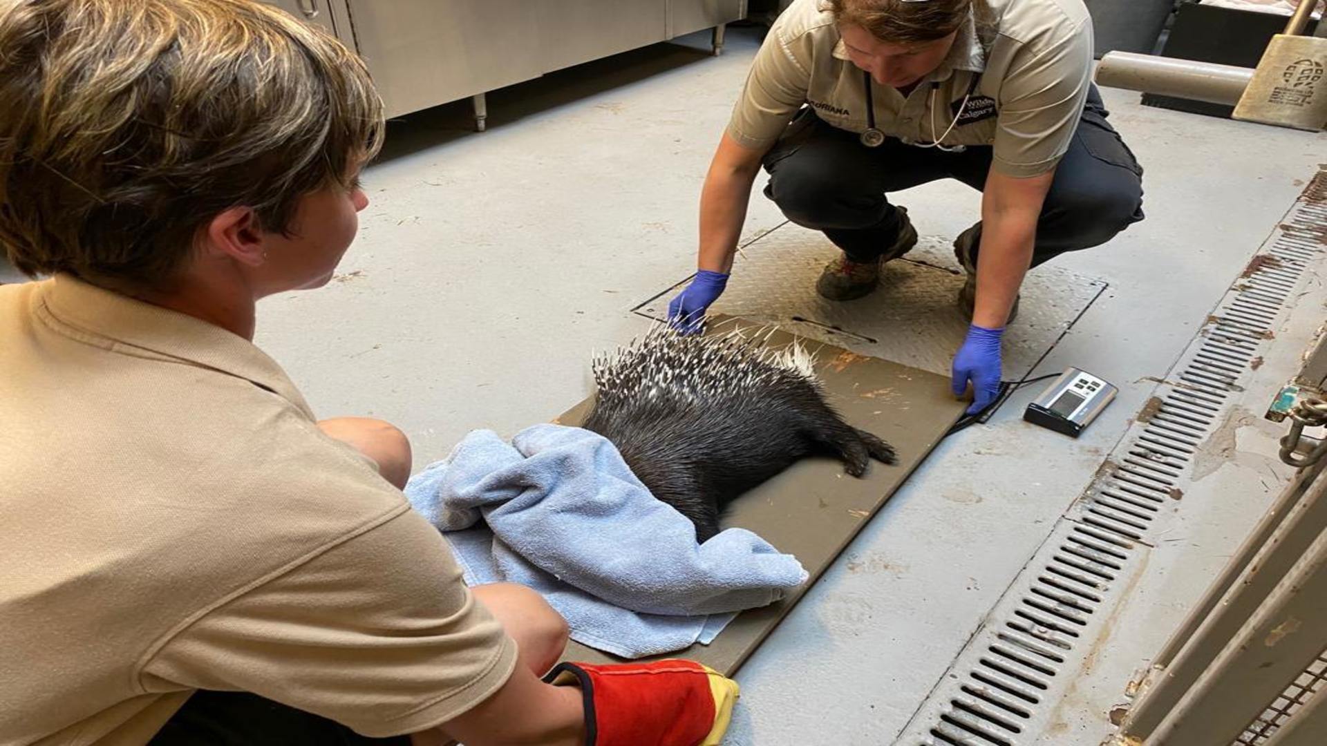 African Crested Porcupine