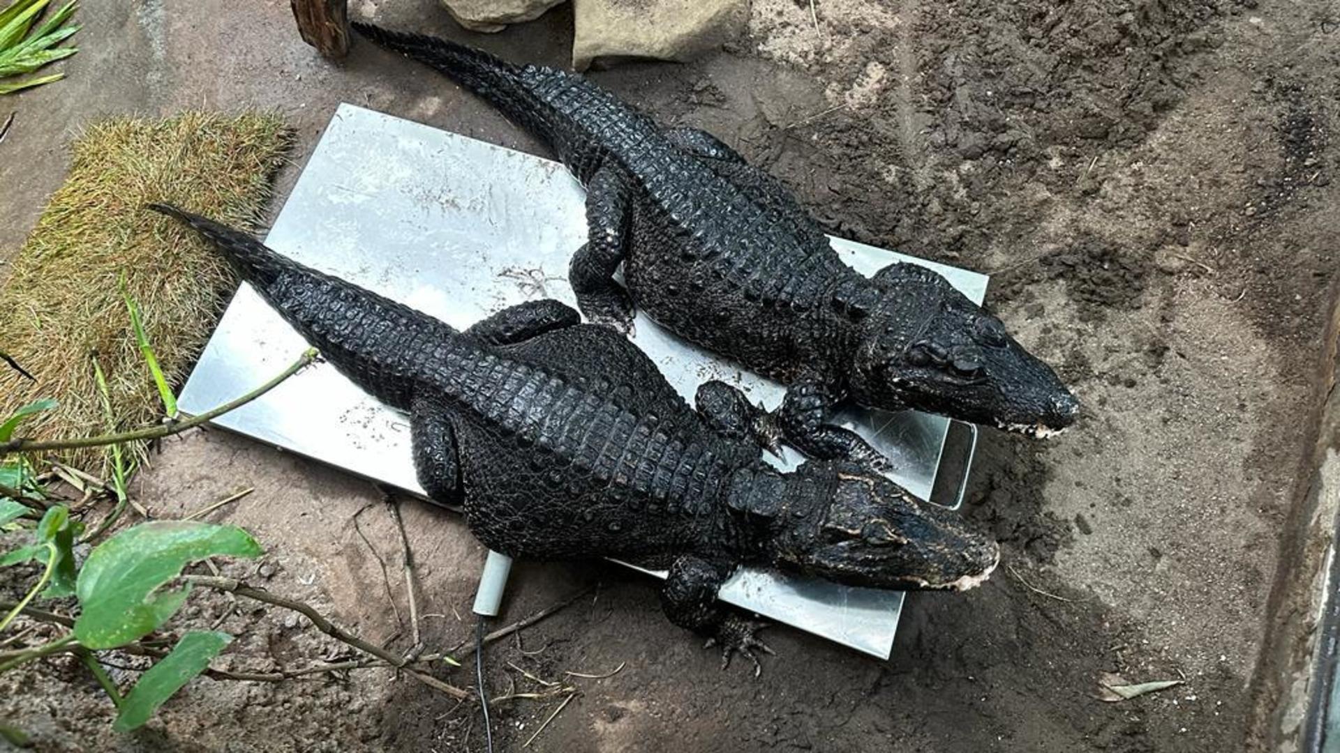 West African Dwarf Crocodile