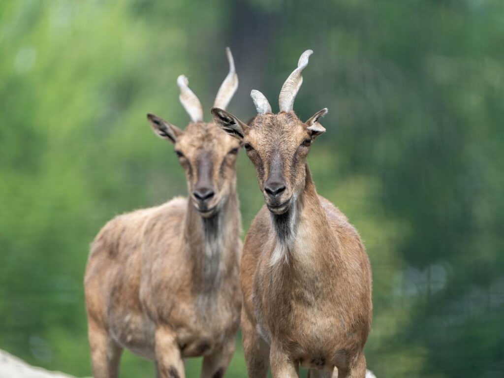 Turkmenian Markhor