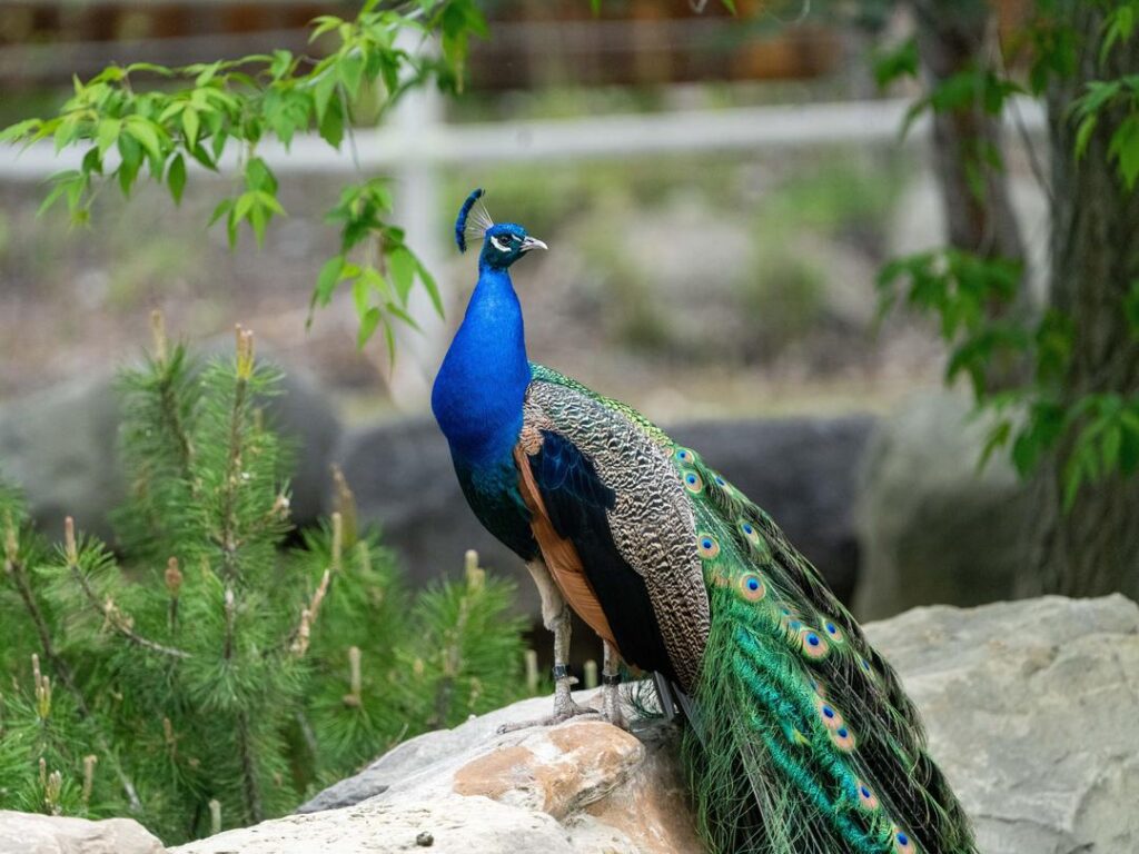 Blue Peafowl