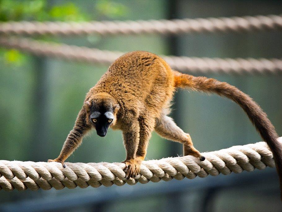 Red-Fronted Lemur