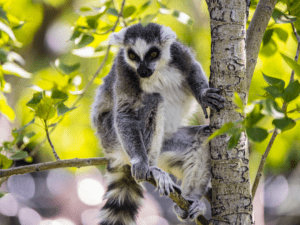 Ring-Tailed Lemur