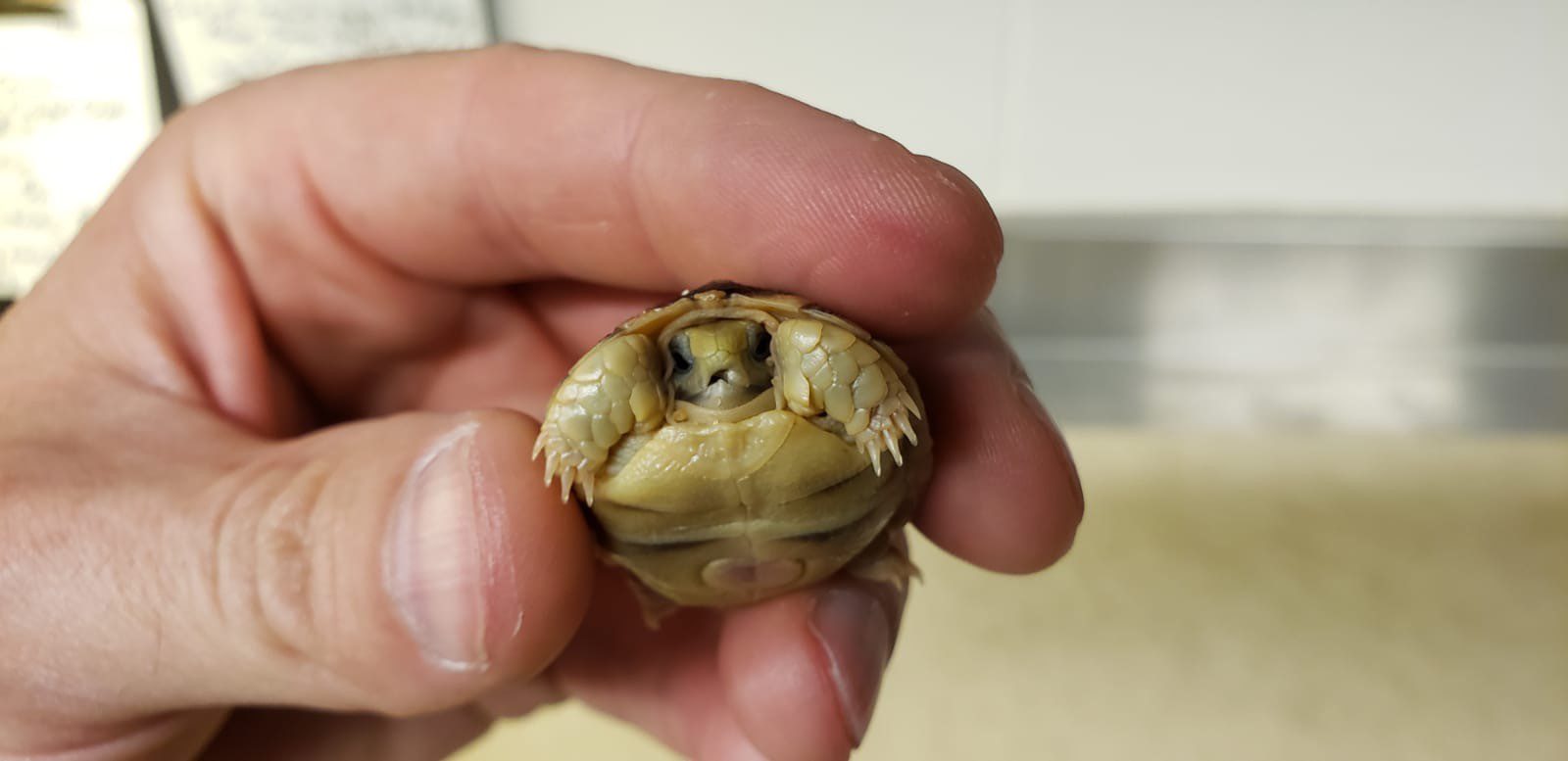 Egyptian tortoise, hatched July 18, 2024